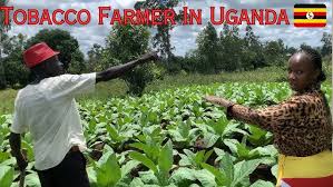 Farmer using a tablet