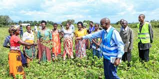 Ugandan Farmer in a field