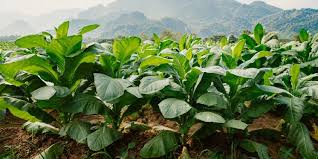 Agriculture activity