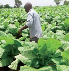 Farm produce