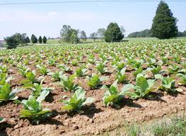 Farming activity